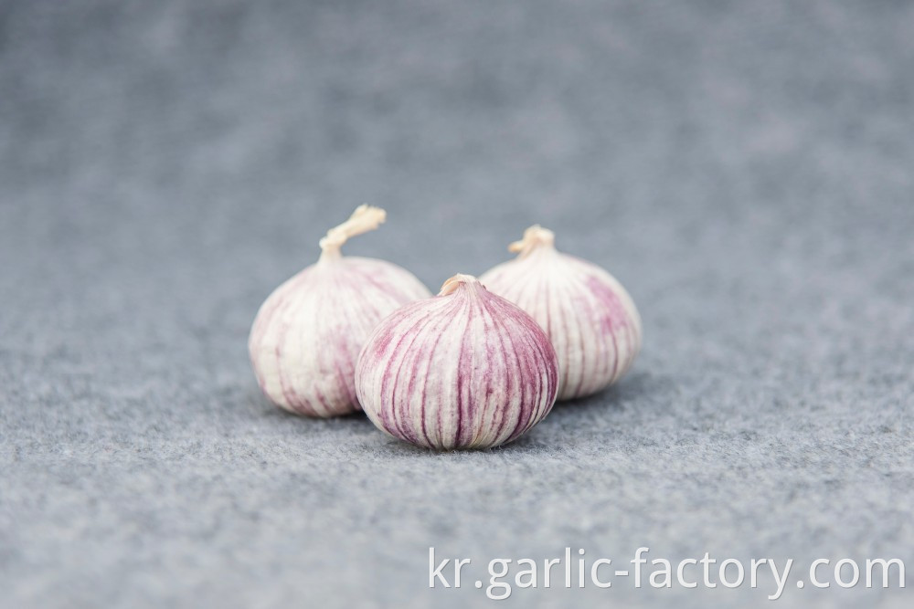 High quality fresh single clove garlic